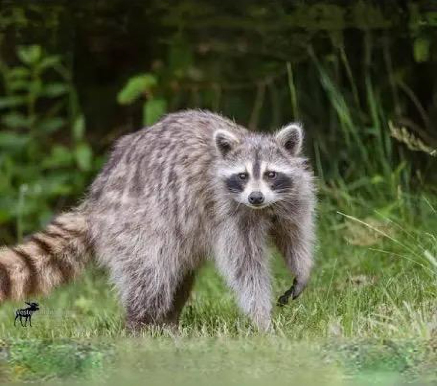 The Intruder